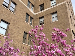 Magnolias in bloom
